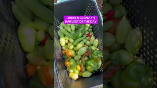 GARDEN CLEAN UP | HARVEST OF THE DAY #garden #harvest #gardening #harvesting