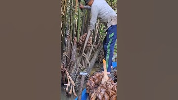 Most unique fruit in the world 🌍|nippa Palm fruit