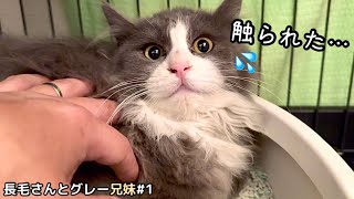 初めての人の手にこの表情。【保護猫】