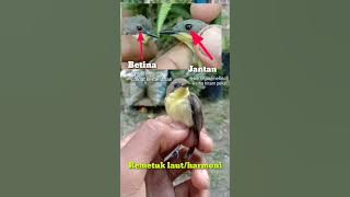 Remetuk laut/harmoni Jantan Dan Betina #birds #kicaumania  #animals