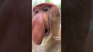Eeee