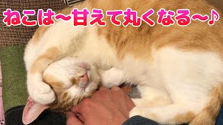 甘えん坊の猫が手から離れなくなりました。