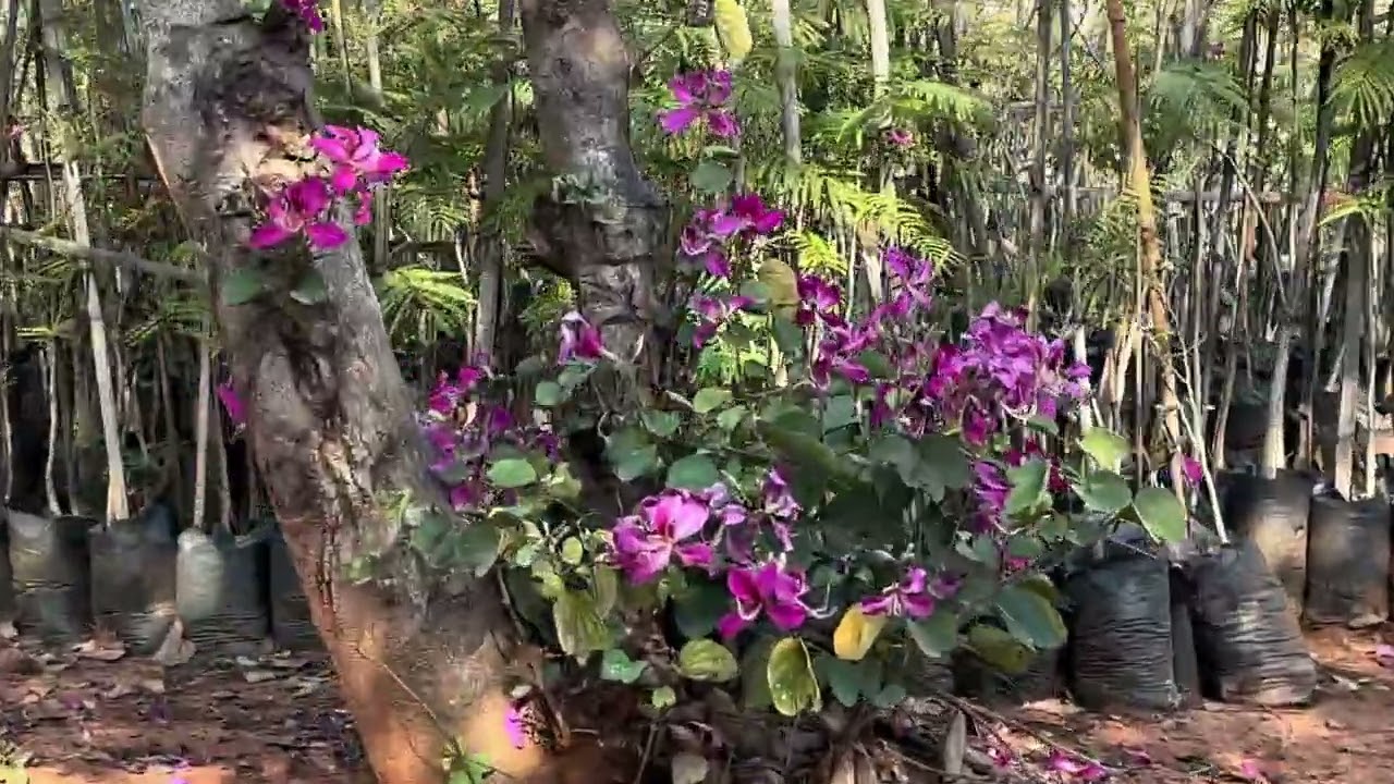 A Peaceful Walk Among Mango Trees #naturewalk #mangotrees #peacefulvibes #greenindia 