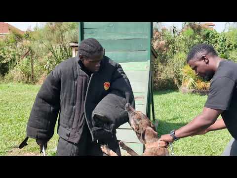 Training a Dutch Shepherd guard dog from Dokolo land