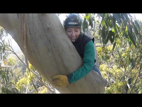 Video: Ash Eucalyptus