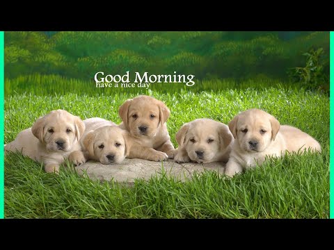 good-morning-wishes-happy-sunday-wishes-|-good-morning-whatsapp-status-|-happy-sunday-whatsapp-video