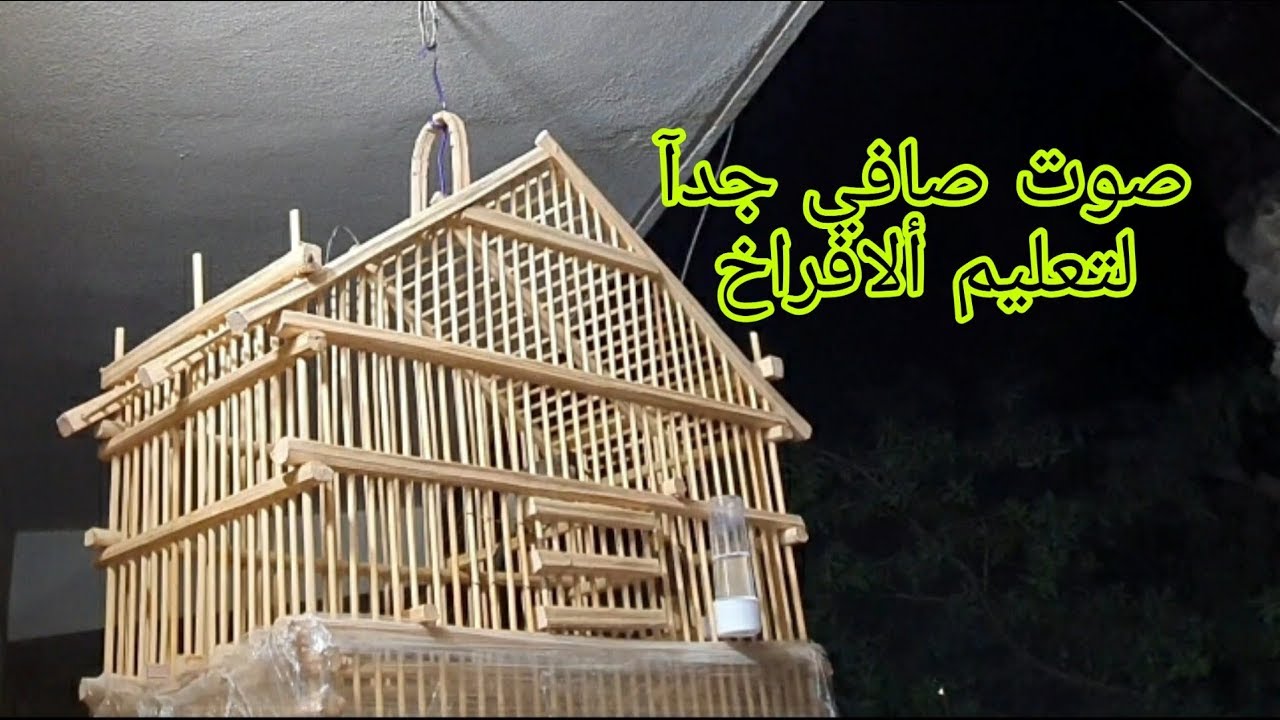 طور مندلاوي ملقب القيصر مقطع خاص لتعليم ألافراخ عالي الجوده