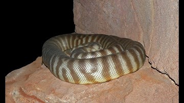 Zoologists find rare Woma python in Red Centre - ABC Radio