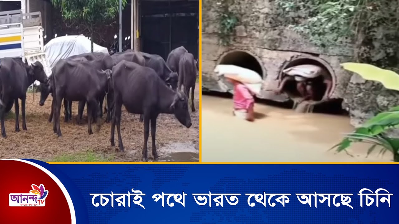 চোরাই পথে ভারত থেকে আসছে চিনি । ময়মনসিংহ । চিনি । Ananda Tv