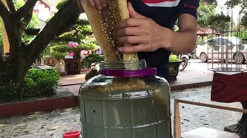 Sáp Ong Hoa Nhãn ngâm rượu hạ thổ The Q