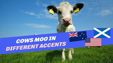 We tried to guess where different cows are from based on their "moo accents"