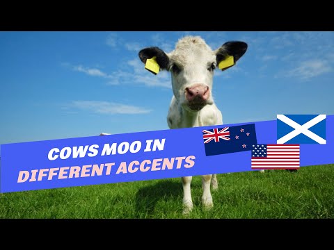 We tried to guess where different cows are from based on their moo accents