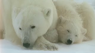 สารคดี หมีขาว ขุนนางแห่งขั้วโลกเหนือ