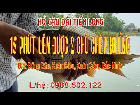 15 PHÚT NGỒI CÂU LÊN ĐƯỢC 2 CHÚ CHÉP KHỦNG | HỒ CÂU ĐÀI TIẾN LONG #fishing #fish
