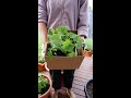 Mini Vegetable Seedling Haul 🌱🥰 #shorts #containergardening #urbangardening #growyourownfood