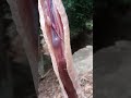 los Riesgos que corre un aguacatero🥑🐍 #cascabel entre las ojas