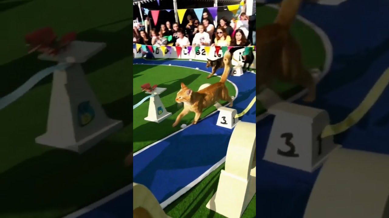 My Little Cute Cat won the race. #race #cat #kidz #pets #mycat #teamcat #fastcat #catworld #luckycat