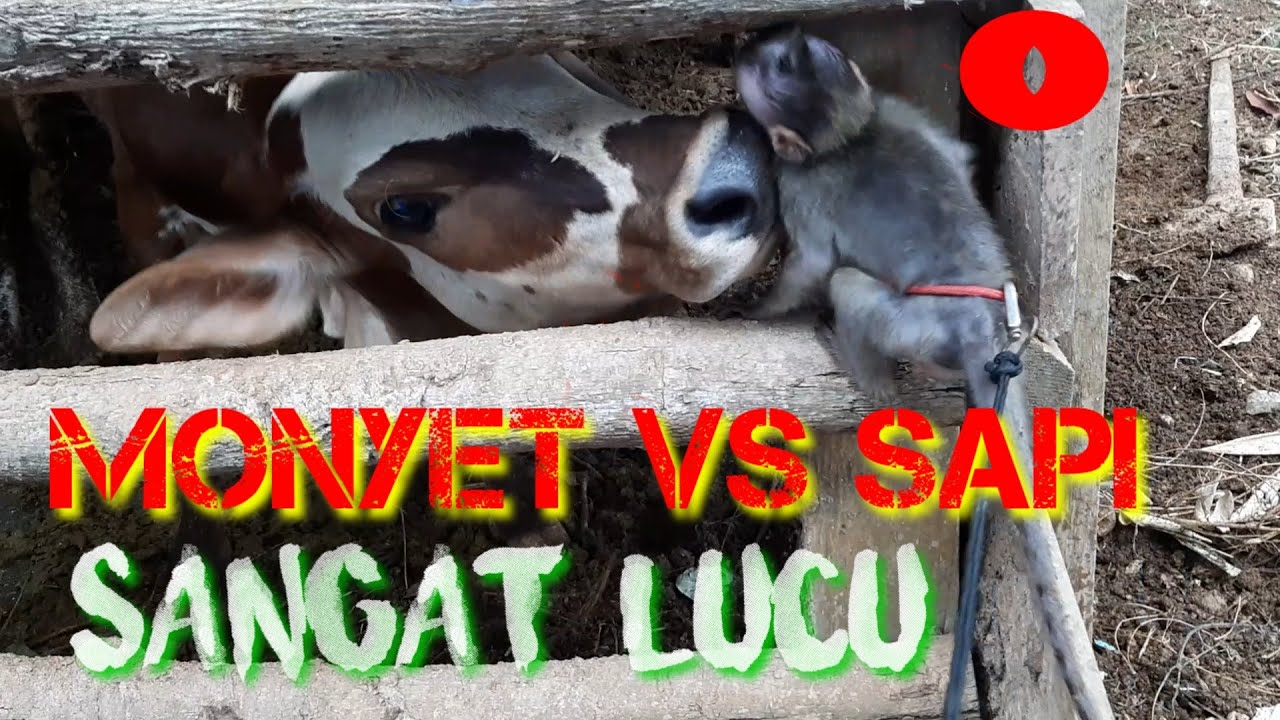 monyet VS sapi || Bikin Ngakak|| - YouTube