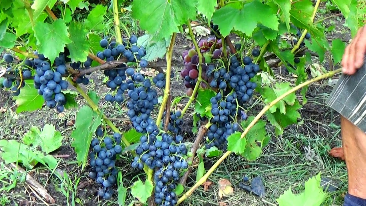 Обзор мускатного винограда "Блау"