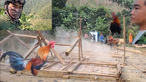 Hlau youtube đưa gà rừng giải nhất đi bẫy thử.cuab qaib qus 