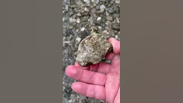 Ohio Fossil hunting in Delaware (horn coral)