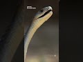 view Mongoose vs. black mamba: Who will survive? | Smithsonian Channel #Shorts digital asset number 1