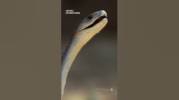 Mongoose vs. black mamba: Who will survive? | Smithsonian Channel #Shorts