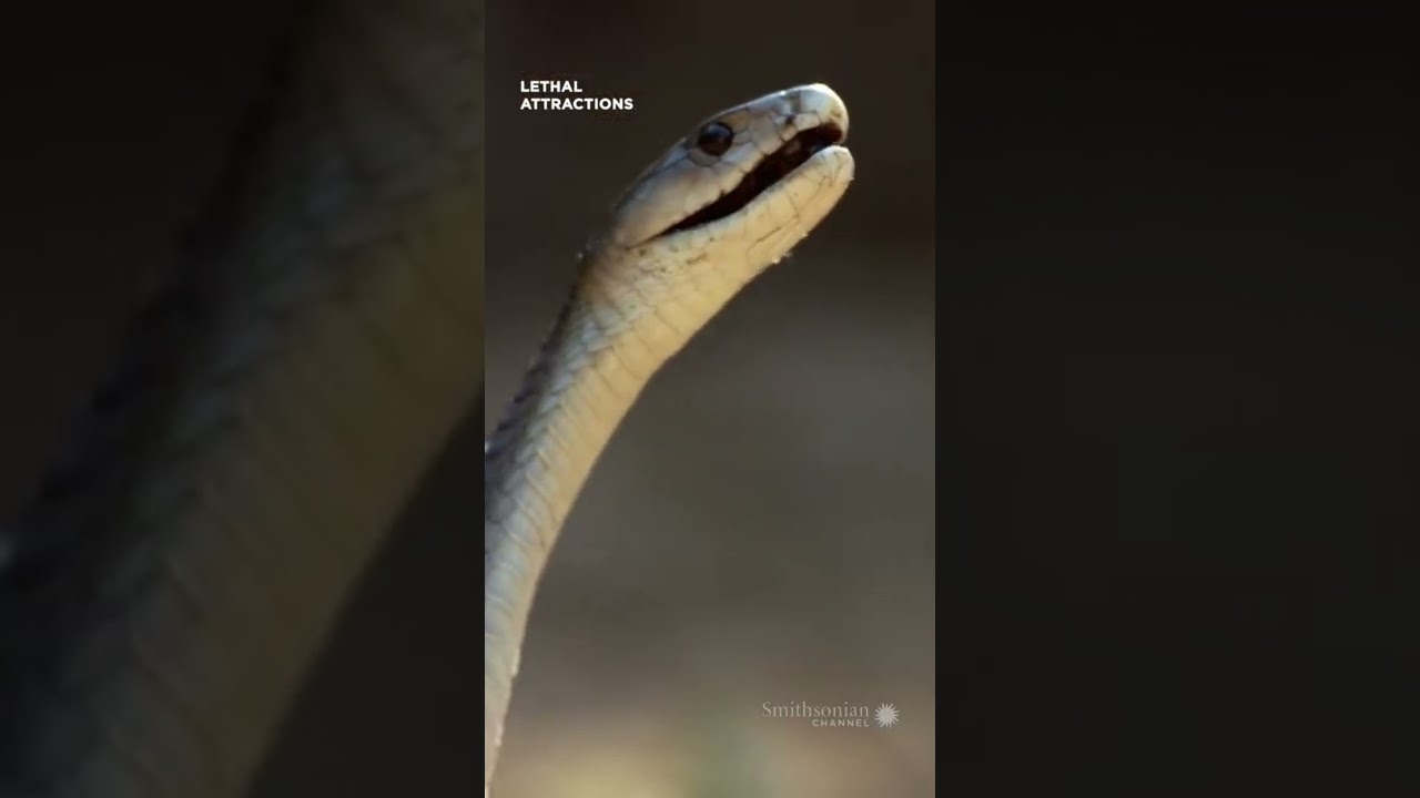 Film backdrop image for Mongoose vs. black mamba: Who will survive? (2022)