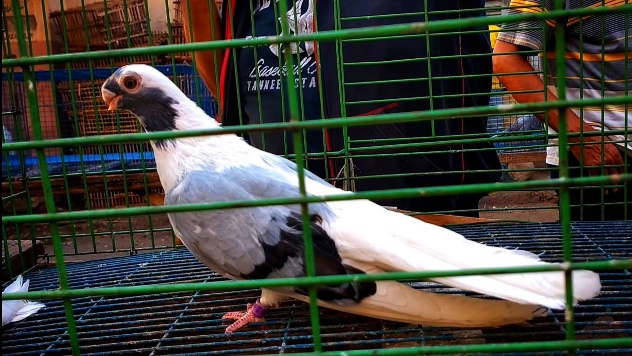 سوق امبابه 🔥 يوم الثلاثاء الموافق ٢٨/١٠/٢٠٢٥وفرجه وأسعار الحمام الغزار والزينه والزاجل 💸