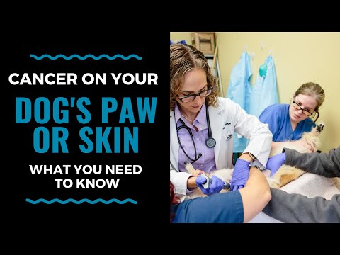 Cancer on Your Dog&rsquo;s Paw or Skin, What You Need to Know: VLOG 115