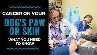 Cancer on Your Dog's Paw or Skin, What You Need to Know: VLOG 115