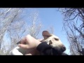 GoPro Dog Attack!