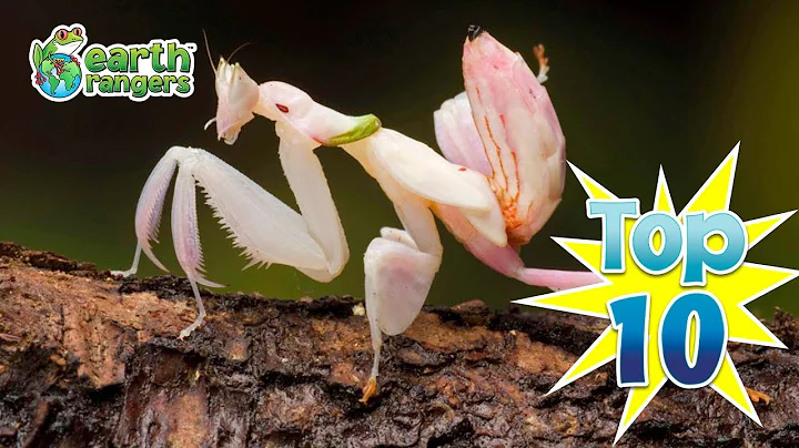 Top 10 Animal Disguises! | Earth Rangers