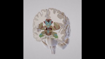 Neurotorium - Brain Atlas