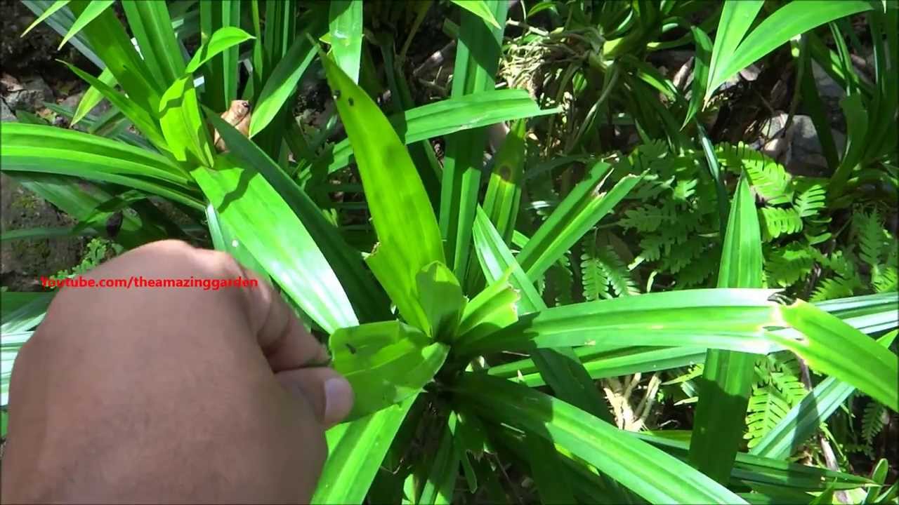 Biriyani Leaves Pandanus Amaryllifolius Pandan Leaves Plant Youtube