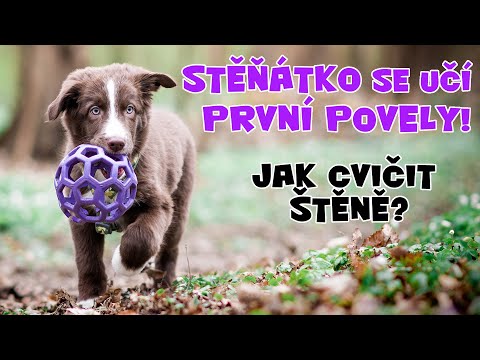 Video: Jak Krmit Foxteriéra