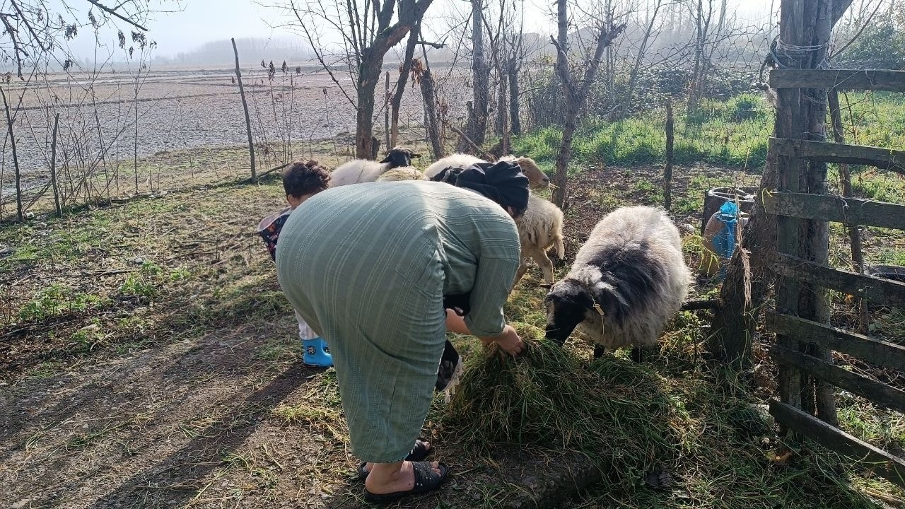 Village life in Iran/Feeding animals🐑🦆& Making traditional ghimeh stew