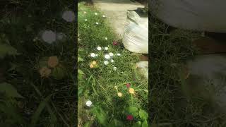 पनगलब Pine Rose