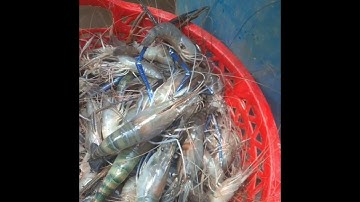 video ngắn tôm càng xanh phơi 1 nắng