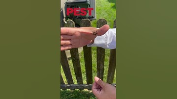 Spider Control In Kansas City  #pestcontrol #spiders #insects #bugs