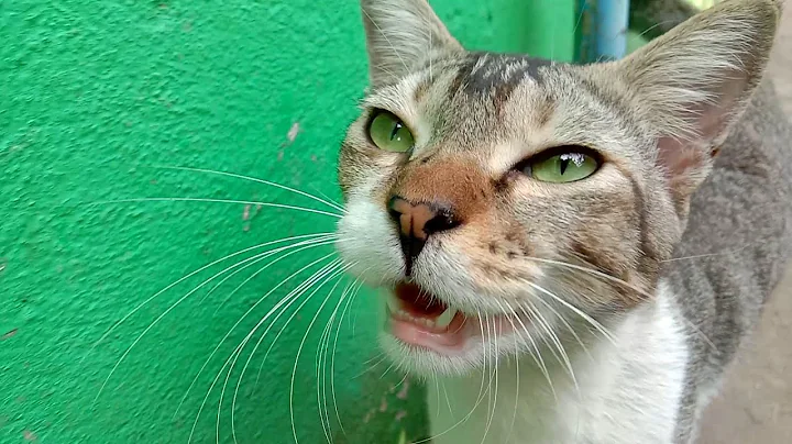 Video 11322991: cats kittens meowing compilation, cat meowing compilation funny, cat food meow, ginger cat, enjoy meow