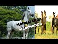 Cavalos e Éguas de Marcha ( MANGALARGA MARCHADOR