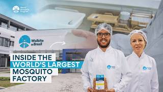 Inside the World’s Largest Mosquito Factory in Brazil | Wolbachia, Dengue and Wolbito do Brasil
