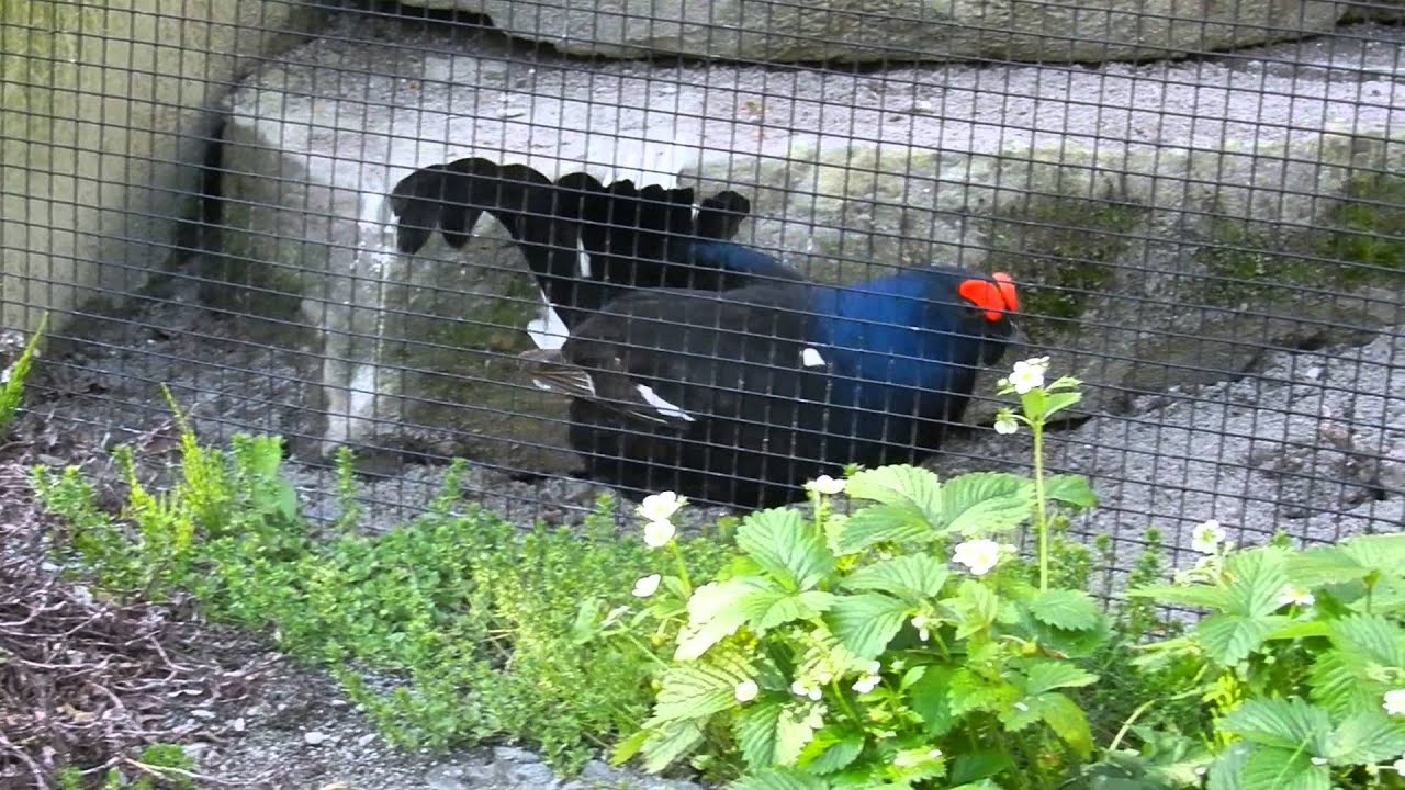 クロライチョウ Youtube