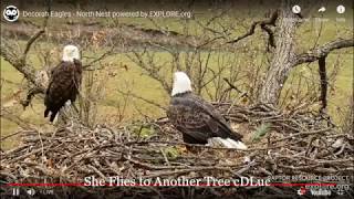 Decorah North Eagles * FIGHT ON THE NEST! w SloMo * WARNING * Mr North Attacks Female Intruder!