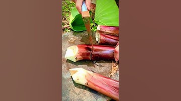 the process of cutting the taro plant stem with a sharp knife #shorts