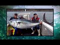 Ifish  world record southern blue fin tuna