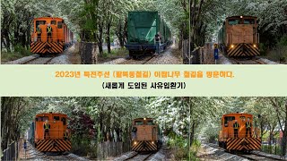 2023년 이팝나무가 한창인 전주 팔복동철길(북전주선)을 다녀오다