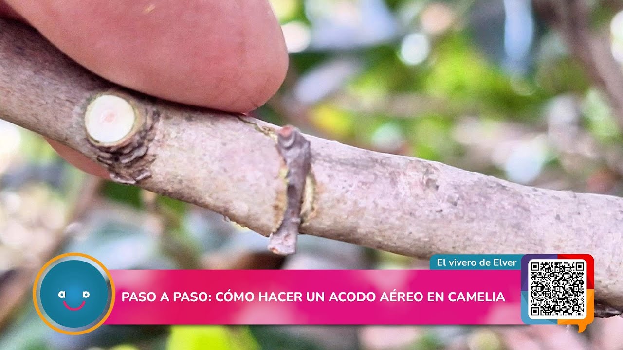 Paso a Paso: Cómo hacer un Acodo Aéreo en Camelia