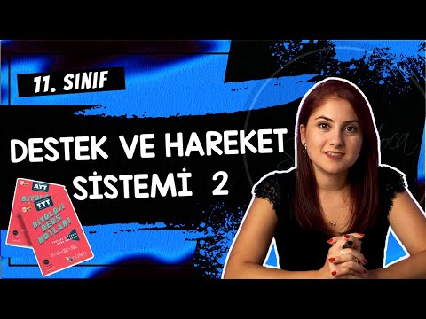 13) KASLAR - DESTEK VE HAREKET SİSTEMİ 2 | 11. SINIF | AYT BİYOLOJİ DERS NOTLARI | 2024